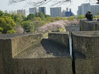 大阪城の桜。