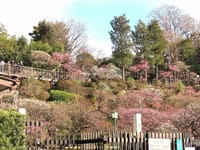 朝は、高台を歩いた。富士山を撮る。午後は、大田区の池上梅園に行った。