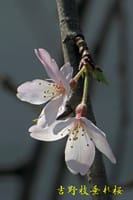 吉野枝垂れ桜