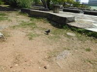 大阪城公園の雀