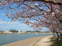 桜ウォーキング２ 　大阪狭山市（狭山池の桜と天野街道）