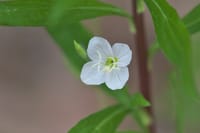 アカバナユウゲショウの白花
