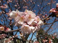 ☆月化粧プチ工場見学＆トンボ池の寒緋桜
