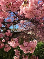 関西では珍しい河津桜を見に行く。