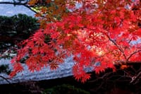 今日は、平林寺に行った。総門付近と平林寺の向かいの睡足軒の森は、紅葉が綺麗だったね。