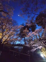 桜と橋とそして月