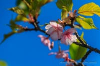 今日の巾着田と桜