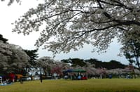 桜の追っかけ第七弾～烏ヶ森公園