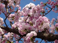 六甲山で桜三昧の下見