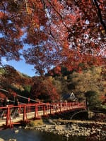 ゴルフ帰りに香嵐渓で紅葉狩り。 11/29(月)は名古屋グリーンカントリークラブさんでラウンド後にちょっと足を伸ばして香嵐渓へ。
