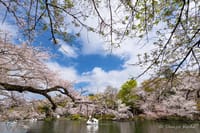 井の頭公園 桜の撮影会
