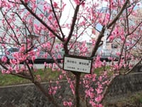 記念樹の梅の花
