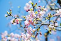 春告げ桜