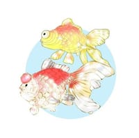「ランタン祭り」金魚のつづき