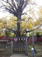 東京の巨樹探訪　２２