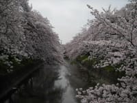 3.27 山崎川　桜の道　散策