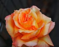 コダックからローライにチェンジで挑戦の春薔薇の美しさは!?