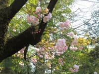 写真は、三囲神社の桜、七社神社の御衣黄、神田川の桜とさくらトラム（都電荒川線）