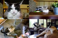 日本最初の猫カフェに行きました。