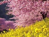 【静岡県】みなみの桜🌸と菜の花まつり・石廊崎オーシャンパーク
