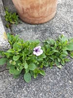 コンクリートの割れ目から「サフィニア」が咲きました