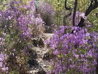 紫ツツジの中をのんびりハイキング