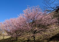 大室山麓・さくらの里の城ケ崎桜と伊東温泉の竹あかり 2020-3-9