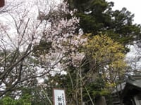娘とお墓参りの後で、桜が咲いたよコミュのイベント