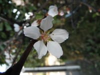 山桜桃の開花