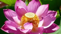 白鷺公園の蓮の花（２０２２年６月３０日）LUMIX DMC FZ1000　静止画