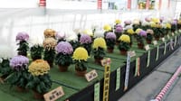第３７回 日本菊花全国大会『福助花壇の部』（２０２０年１１月１９日）
