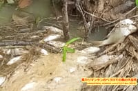「企業の廃棄物で汚染された東カリマンタンのペラ川で魚の大量死」 ”Ikan-ikan Mati Akibat Sungai Perak di Kaltim Dicemari Limbah Perusahaan”