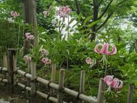 池田山公園　ねむの木の庭