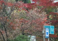 写真は、昨日の日比谷駅付近の10月桜と紅葉、日比谷公園のカワセミと紅葉、北の丸公園の紅葉