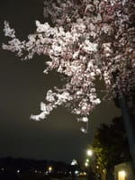 大阪城森ノ宮口「早咲きの夜桜」