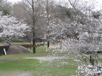 神戸三田の桜満開と日常の散歩復活