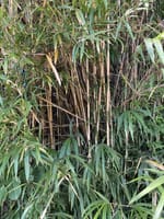 竹林の伐採