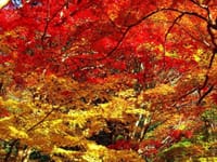 遠州　小國神社と油山寺の紅葉を愛でましょう