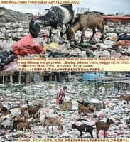 画像シリーズ743「家畜の山羊はゴミを食べる皮肉」“Ironis Kambing Ternak Makan Sampah”
