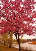 上野公園の桜がかなり咲いている、若者たちはグループで宴会だ！！！