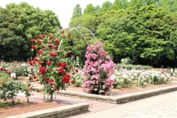 名古屋市内の公園のバラの園・・