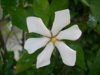 梔子の白い花・緑の椿の実・緑の実と白い蕾の苺の木