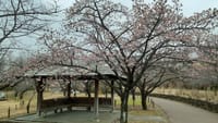 美しい日本の春　もうすぐそこへ　　！