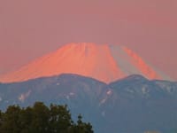 日の出前の紅い富士山、ビルの屋上に太陽が、ロウバイ