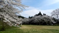 芦野御殿山の桜 