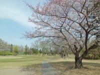 ＜４／３＞　桜は満開！　春爛漫！　トップシーズンの「ノーザン錦が原」は激安！