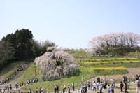国指定天然記念物　樹齢1000年～三春の滝桜