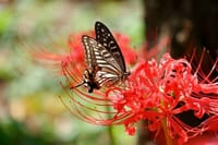 ホムペ復活！2023年10月3日神代植物公園の彼岸花と蝶♪