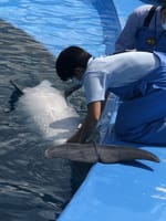 トレーナーさん、イルカと遊んだりイルカの口の中をチェックしたり肛門から体温計のセンサーを入れて体温を測定したり。