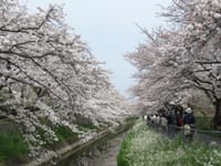 見沼田んぼ桜回廊